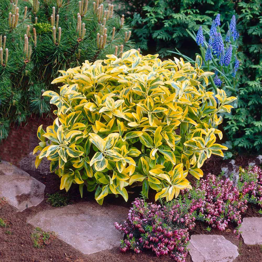 Image of Euonymus evergreen flowering shrub