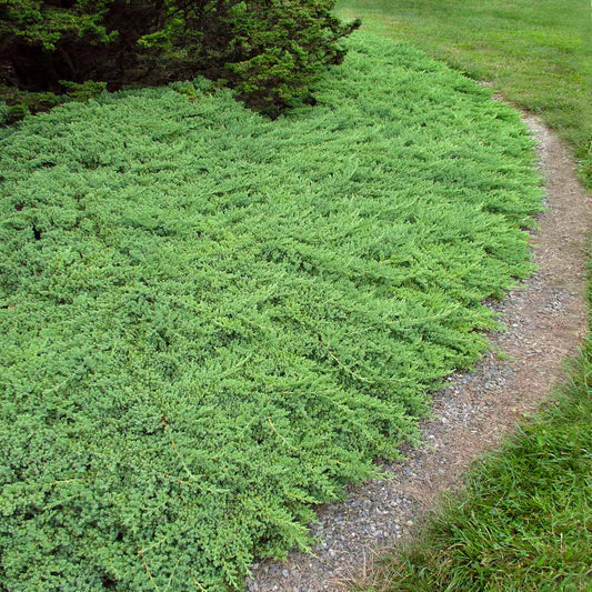 Green Mound Juniper - Juniperus procumbens 'Nana' For Sale ...