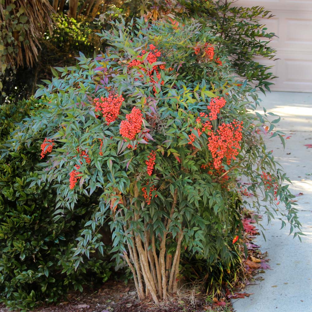 Heavenly Bamboo Nandinas for Sale