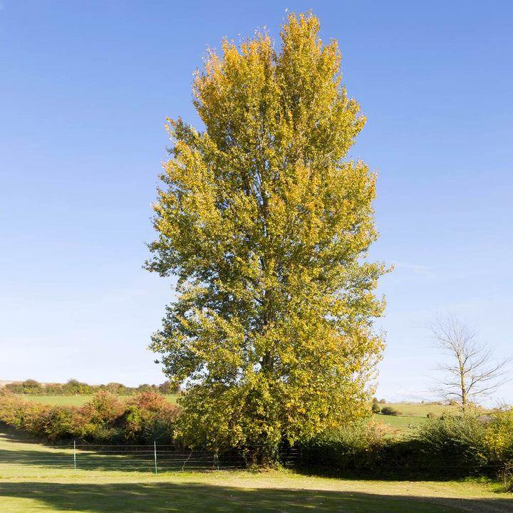 Hybrid Poplar Trees For Sale