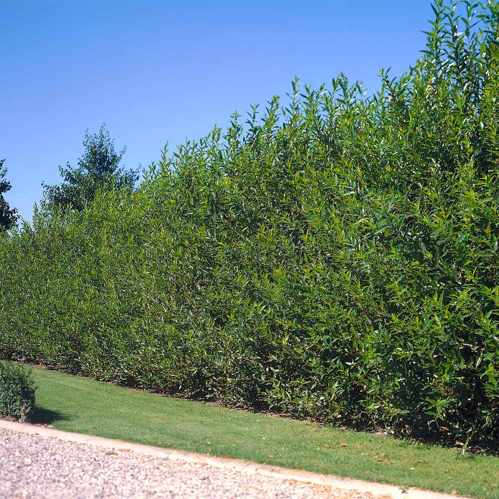 Willow Hybrid Trees For Sale