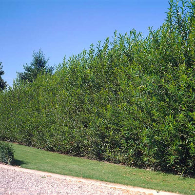 Curly Willow, Tortuous Willow, Curly Willow, Salix Tortuosa, Golden  Decoration 100cm, Curly Willow, Twigs, Branches, Bouquet, Gold Color -   Denmark