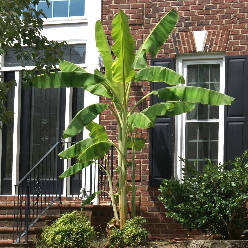 Ice Cream Banana Trees For Sale Brighterblooms Com