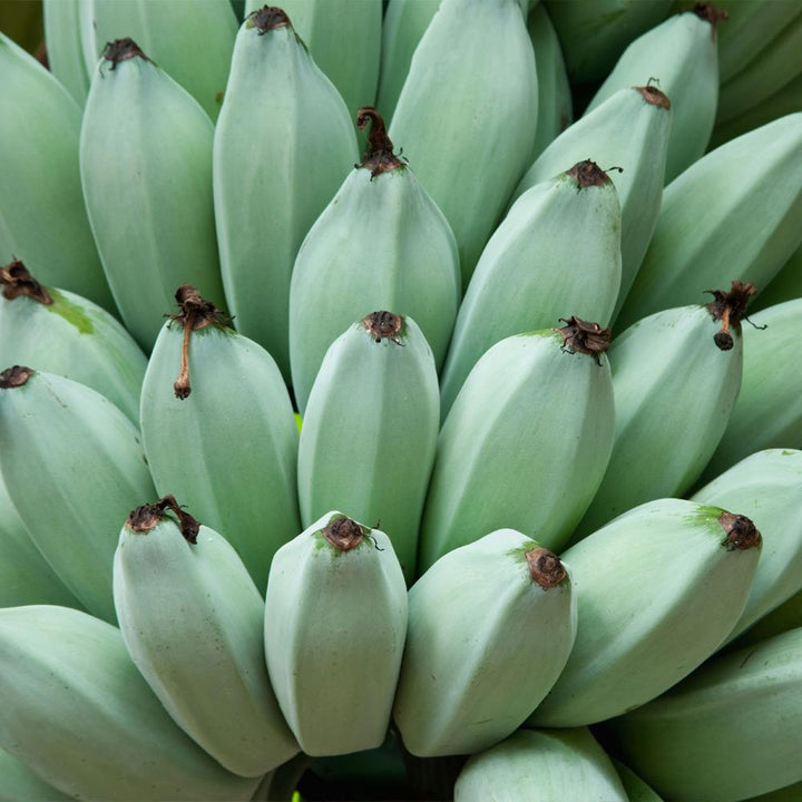 Ice Cream Banana Trees For Sale Brighterblooms Com