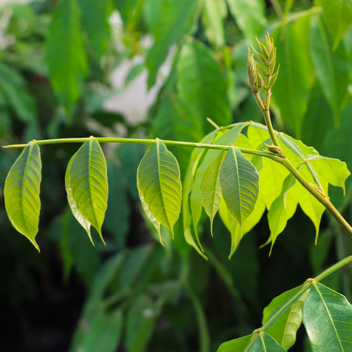 ice cream bean tree in container