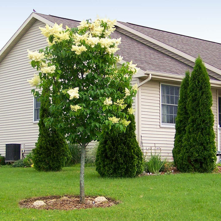 Ivory Silk Japanese Lilac Trees for Sale – BrighterBlooms.com