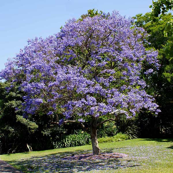 purple flowering tree jacaranda