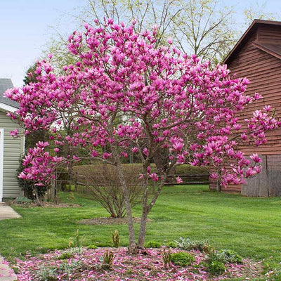 purple lavendoo  Wisteria plant, Wisteria tree, Ornamental plants