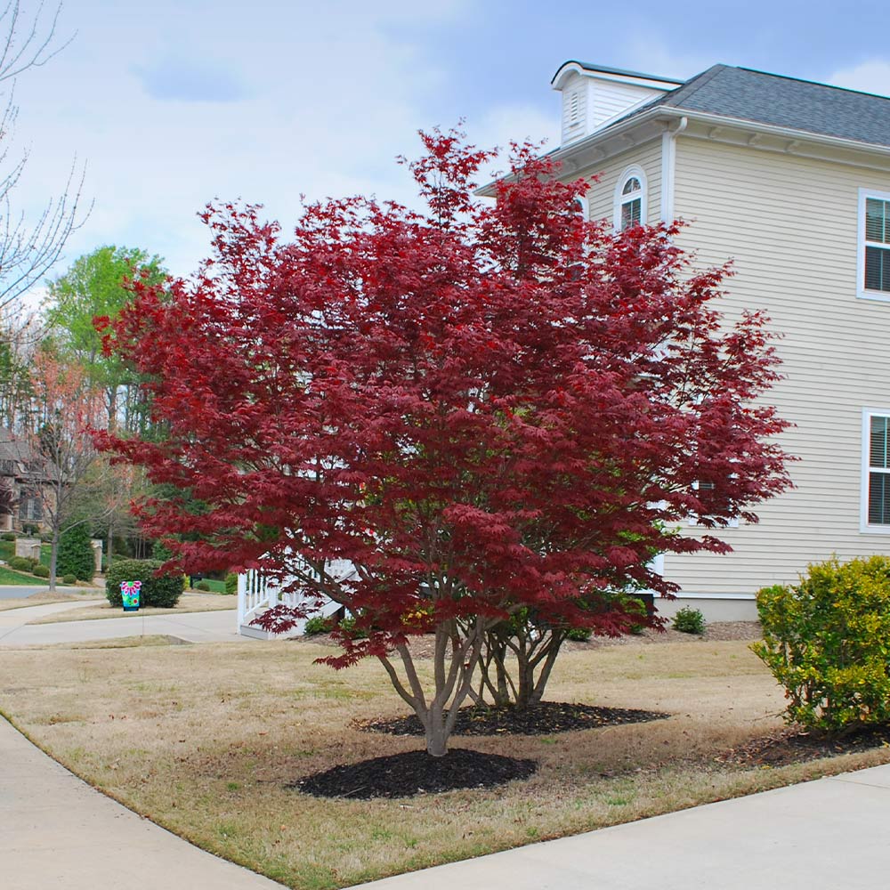 Emperor Japanese Maples For Sale Brighterblooms Com