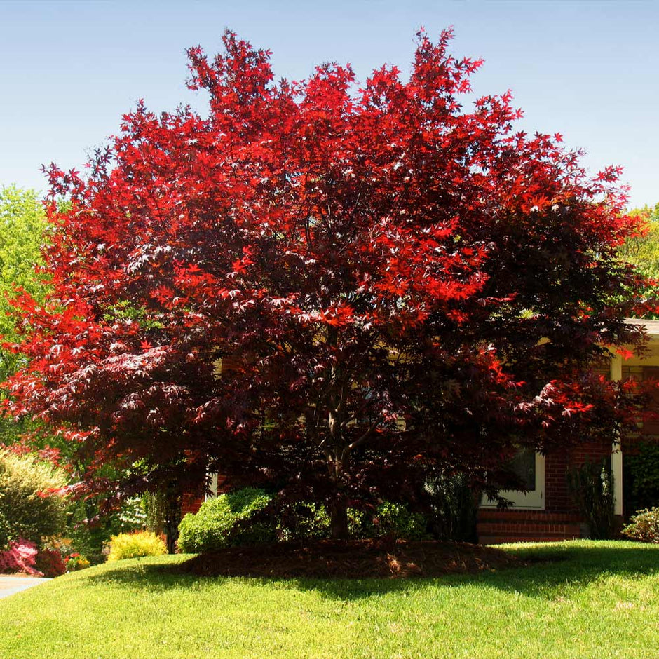 red maple tree growth rate