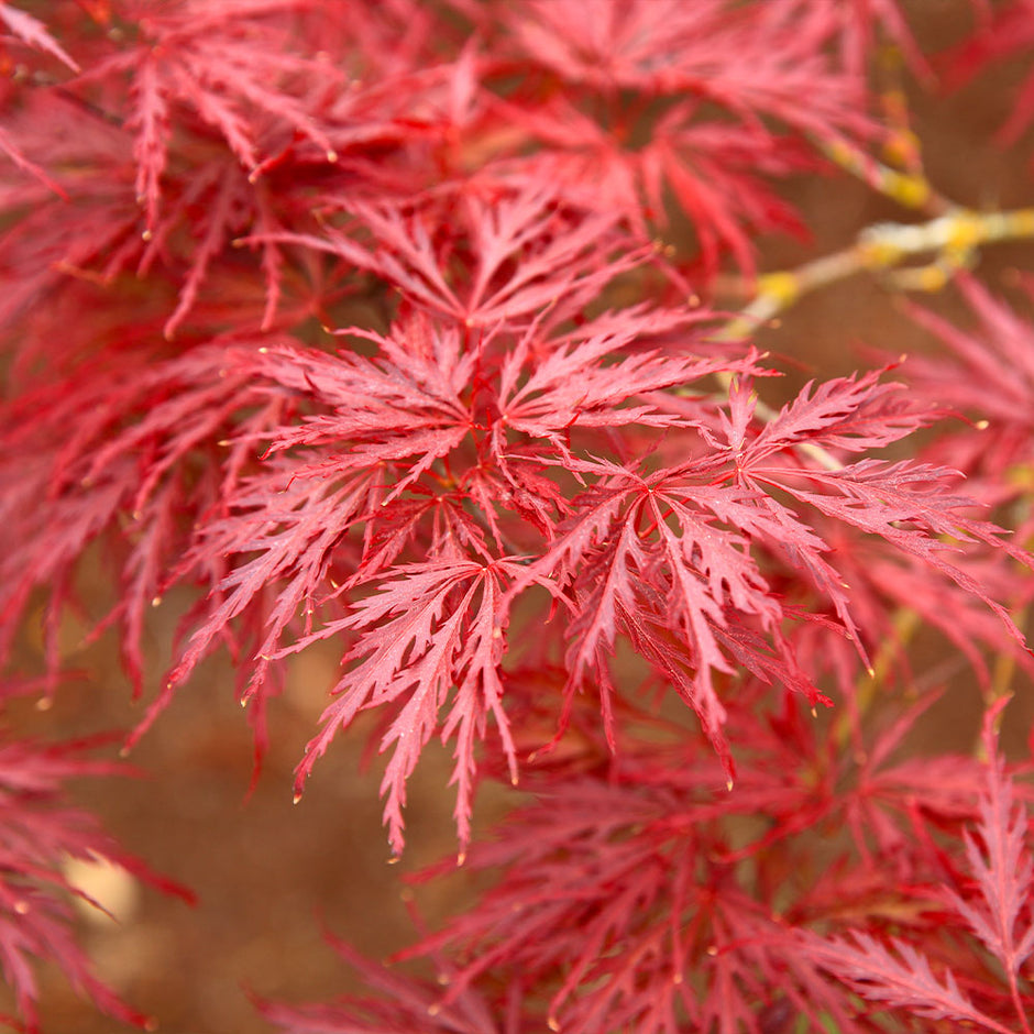 japanese red maple tree types