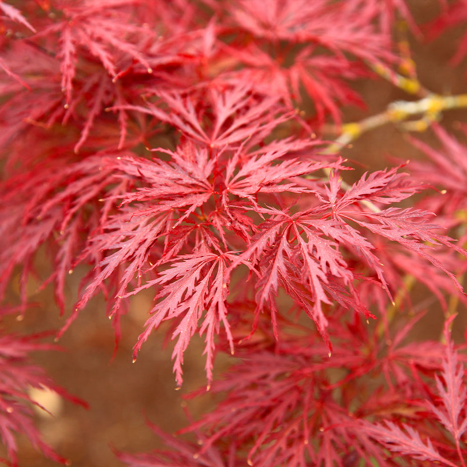 red dragon japanese maple care