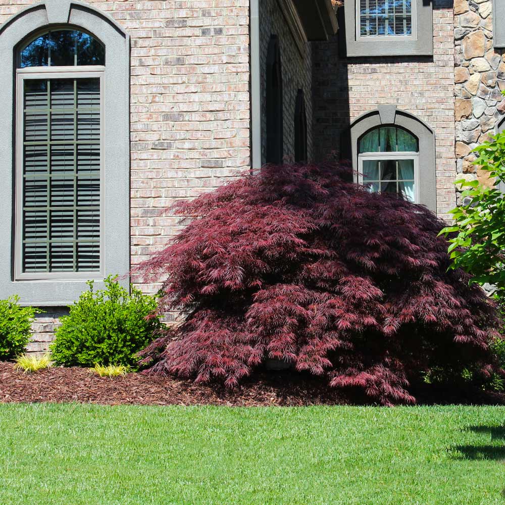 japanese maple tree types