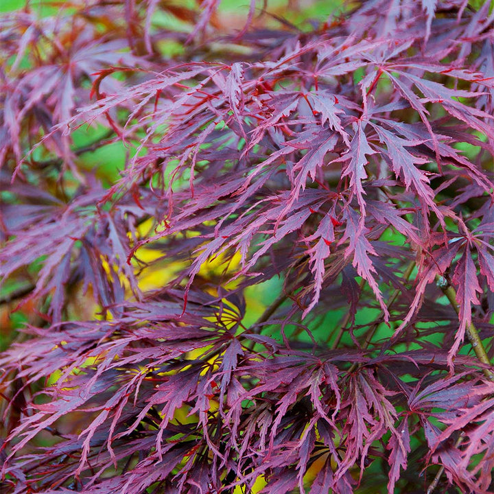 tamukeyama japanese maple leaf colors