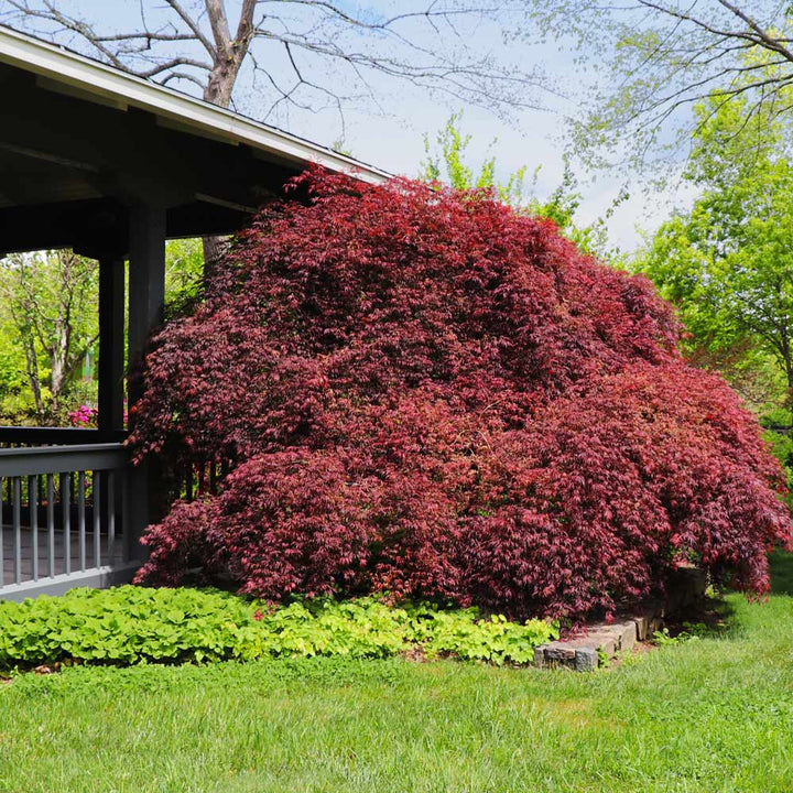 tamukeyama japanese maple menards