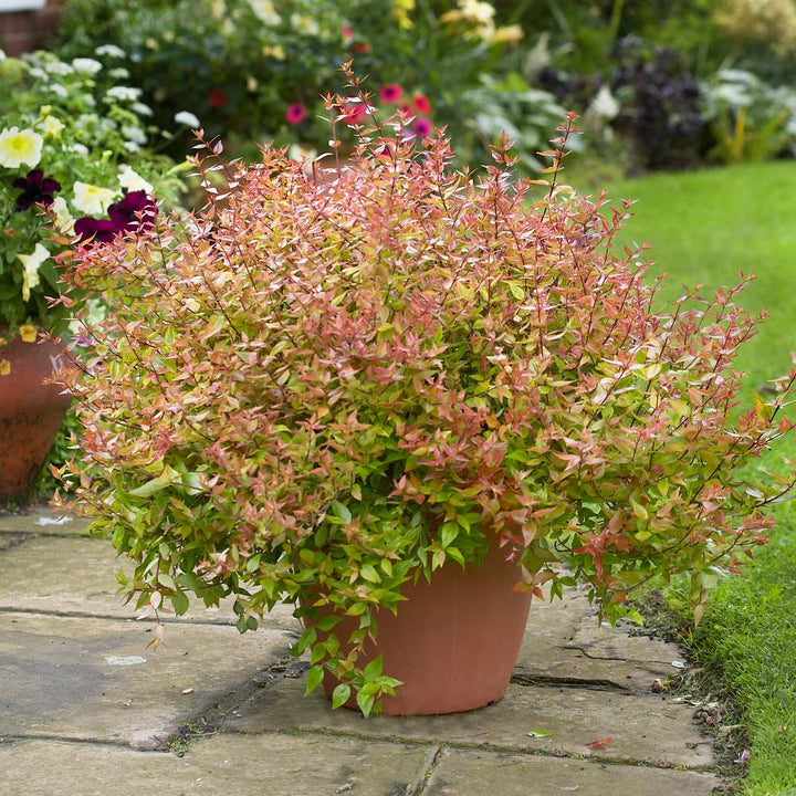 abelia x grandiflora kaleidoscope