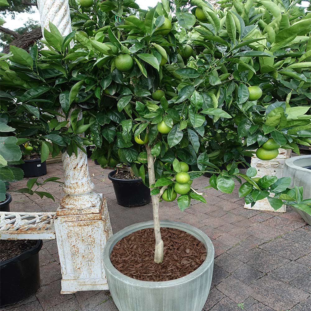 Fully Rooted Live Starter Tree Plant 4" Pot Dwarf Key Lime 