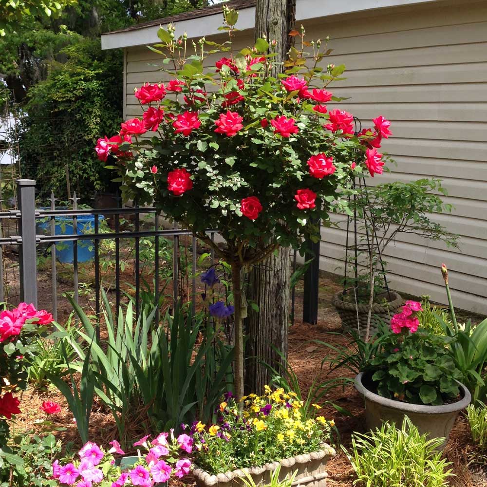 Red Knock Out Rose Trees for Sale | BrighterBlooms.com