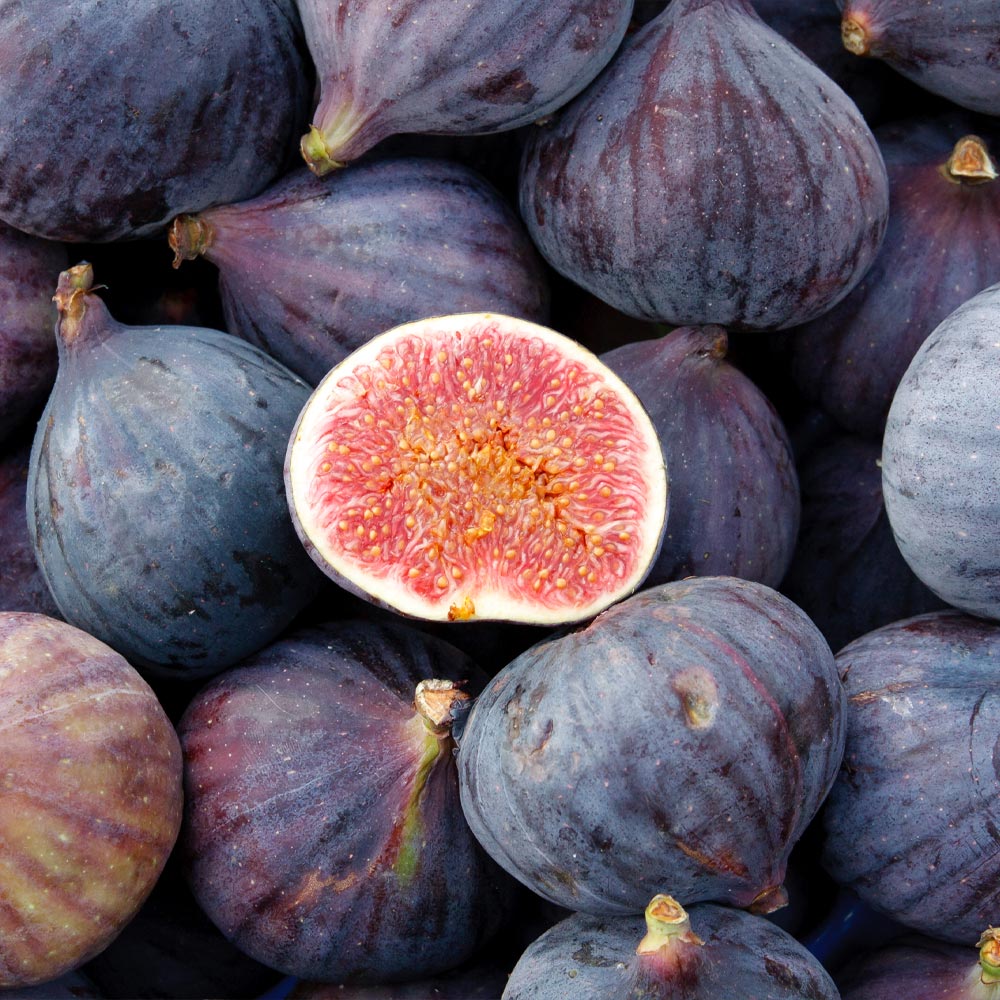 LSU Purple Fig Trees for Sale | BrighterBlooms.com