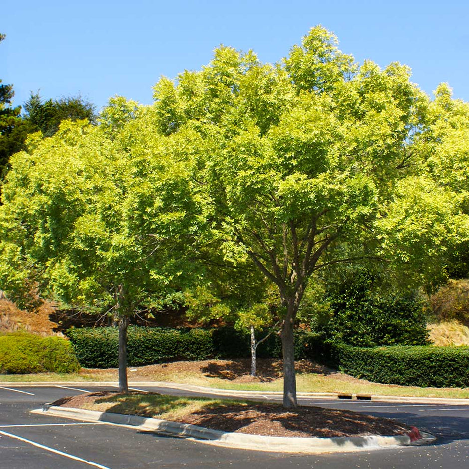 Lacebark Chinese Elm Trees for Sale