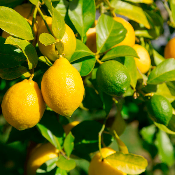 Lemon-Lime Citrus Bushes for Sale | BrighterBlooms.com