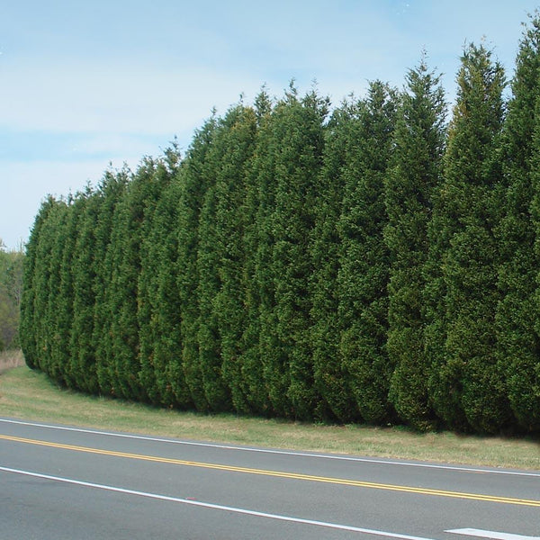 Leyland_Cypress_7_BB_grande.jpg