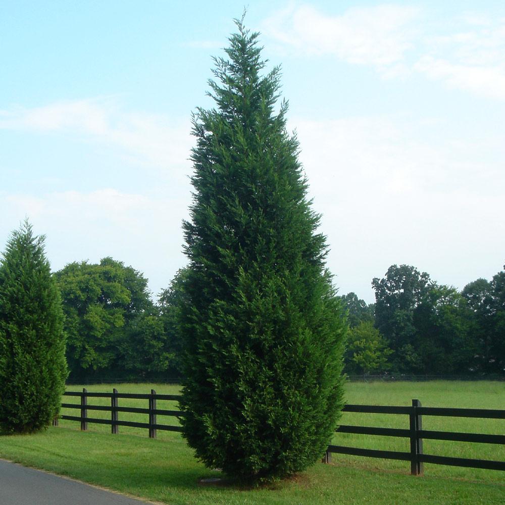 Leyland Cypress Evergreen Trees For Sale Brighterblooms Com