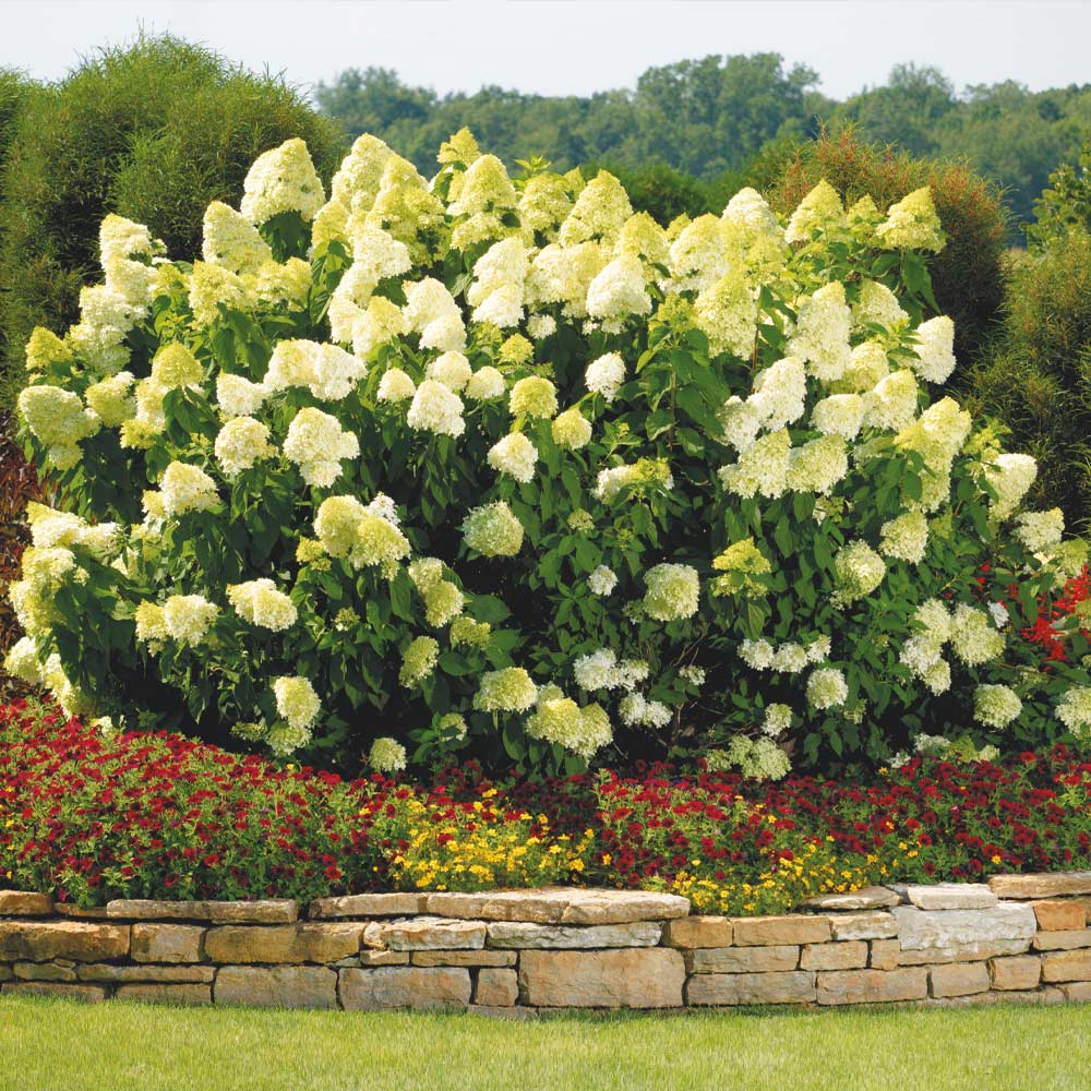 Image of Yellow hydrangea tree in a park