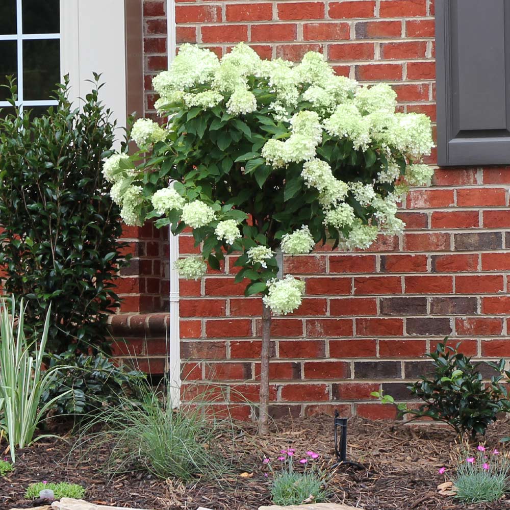 Image of Little lime hydrangea in shade, growing under a tree