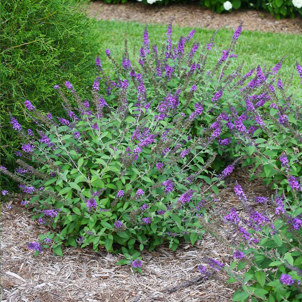 Image of Lo and Behold butterfly bush image 1