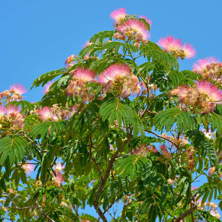 Mimosa Silk Trees For Sale Brighterblooms Com