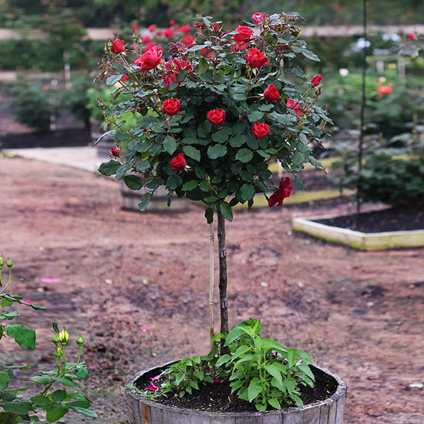 Miracle on the Hudson™ Rose Trees for Sale | BrighterBlooms.com
