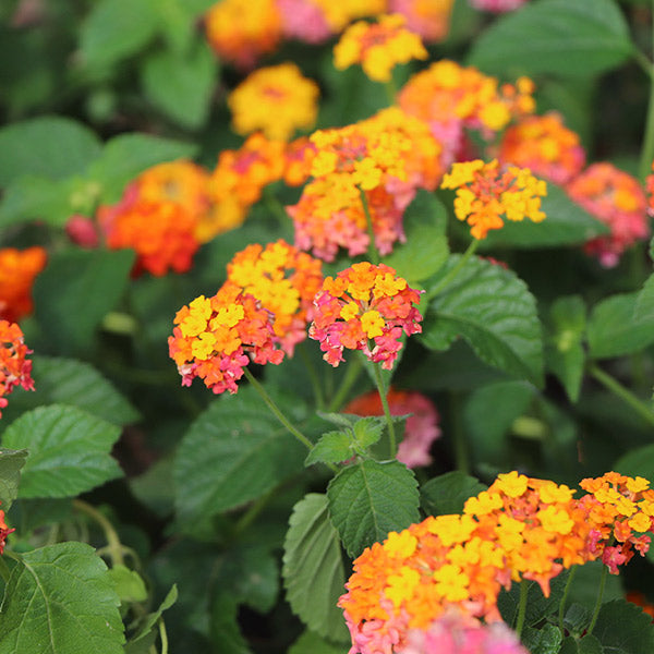 Miss Huff Lantana for Sale | BrighterBlooms.com