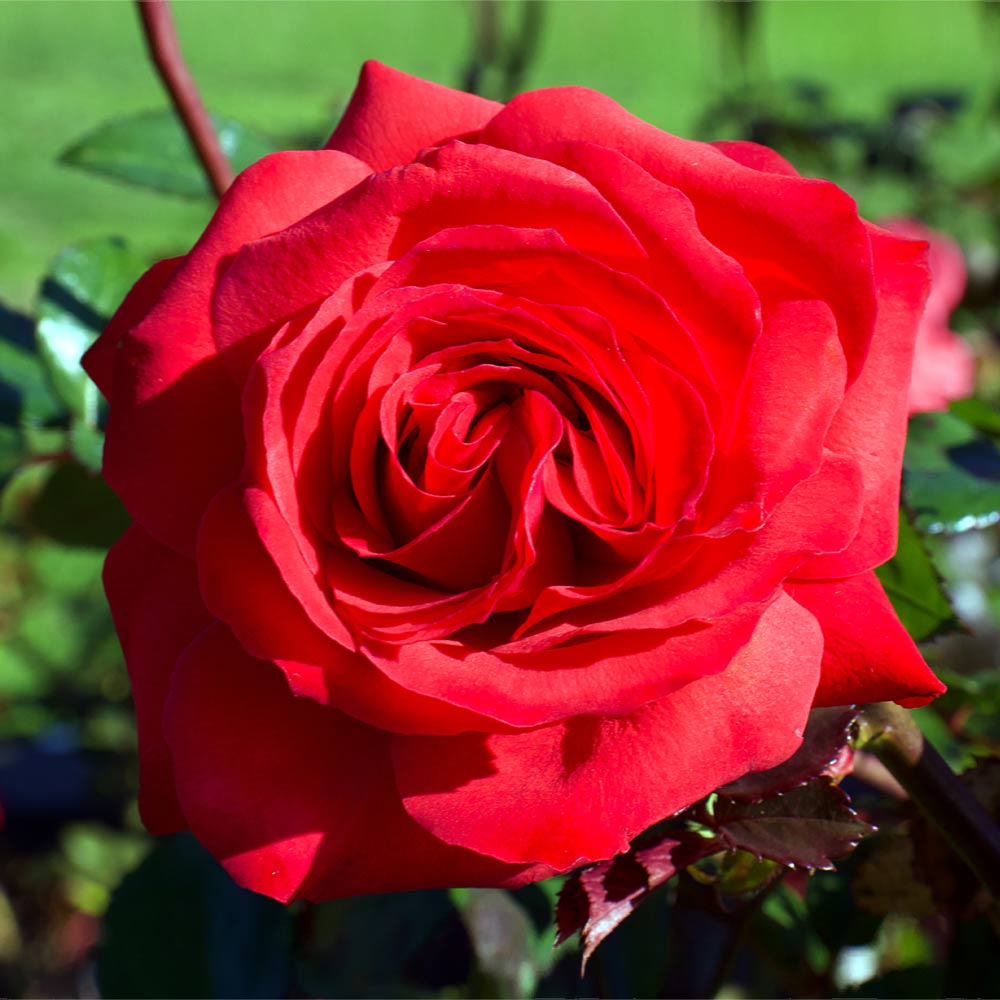 Mister Lincoln Roses For Sale