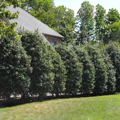 Willow Hybrid Tree