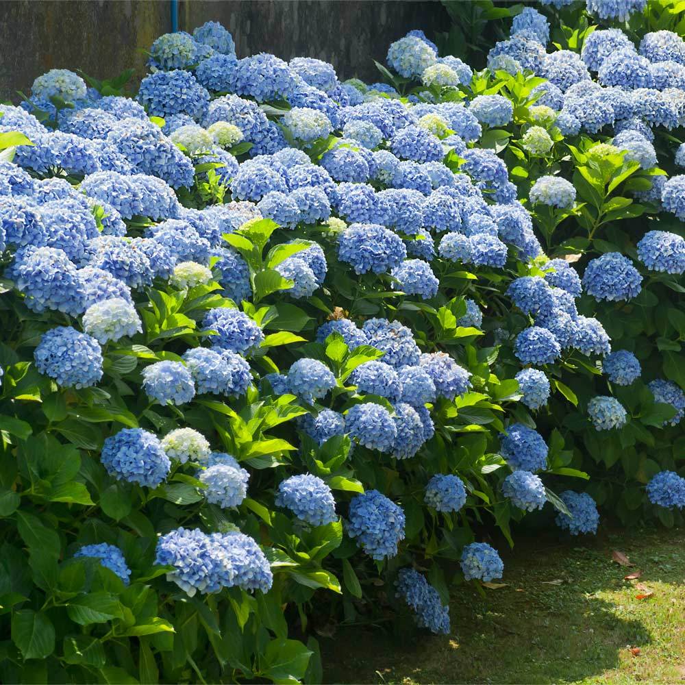 Image of Blue hydrangea bush in full shade