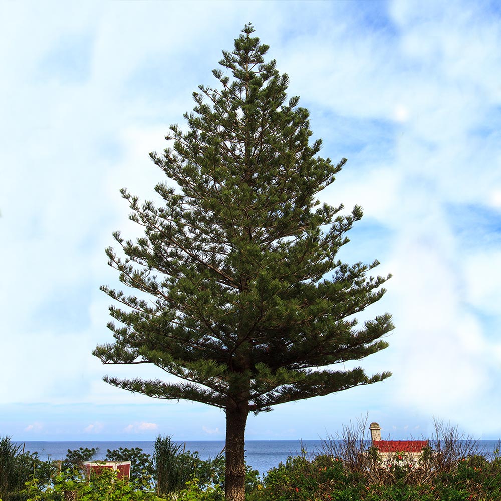 Norfolk Island Pine Trees For Sale Brighterblooms Com