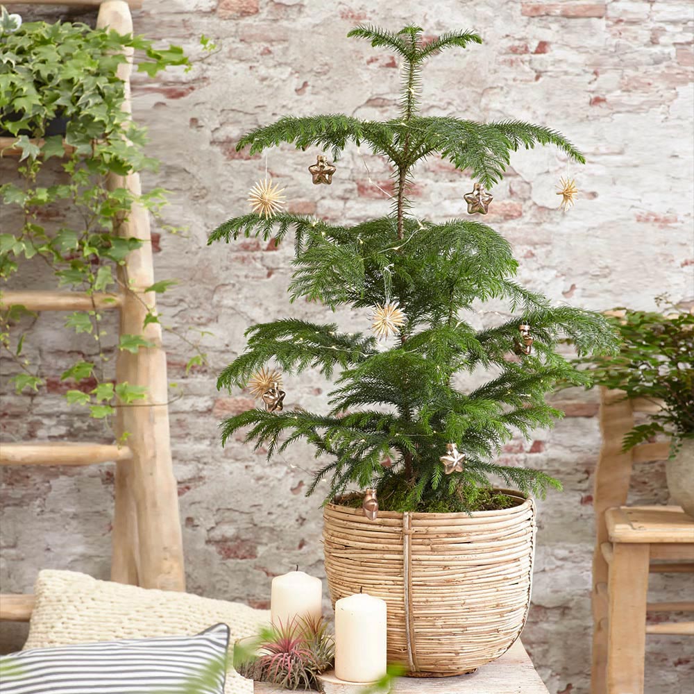 Norfolk Island Pine Tree