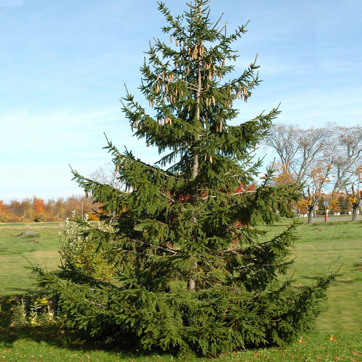 Norway Spruce Trees For Sale Brighterblooms Com