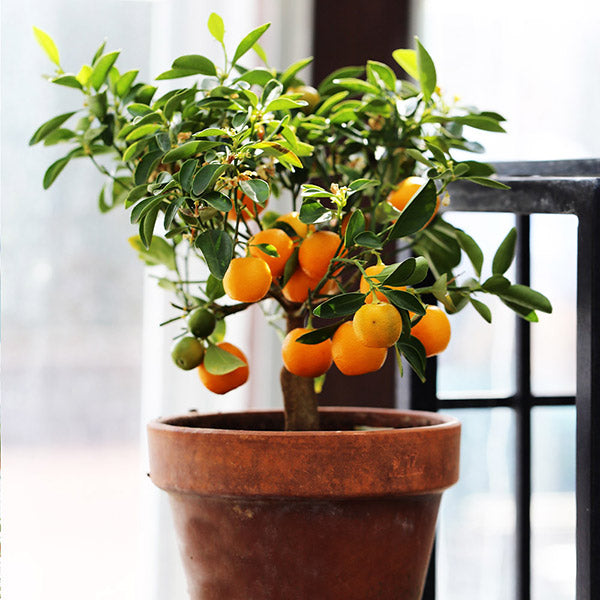 plant clementine