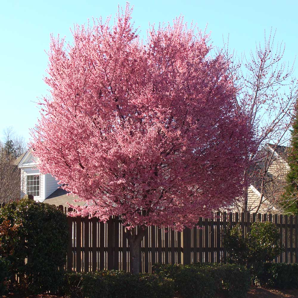 Okame Cherry Trees For Sale Brighterblooms Com