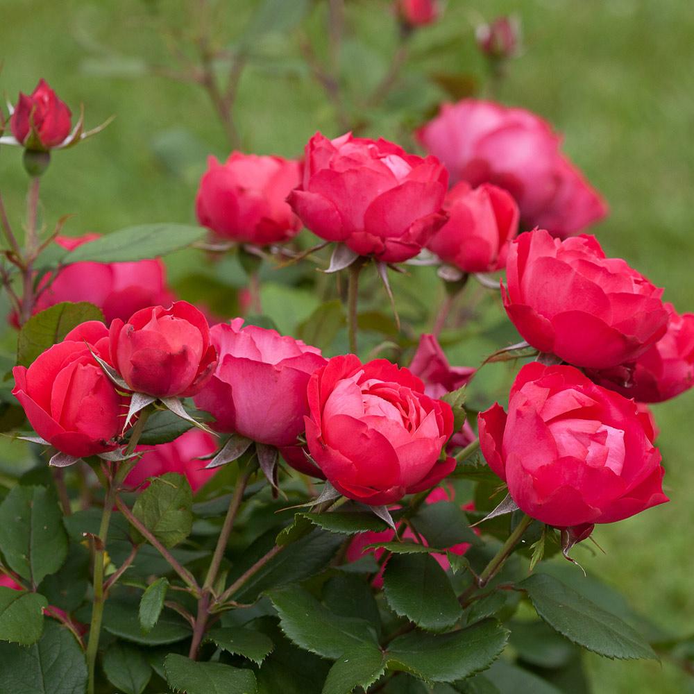 Oso Easy Double Red Roses for Sale