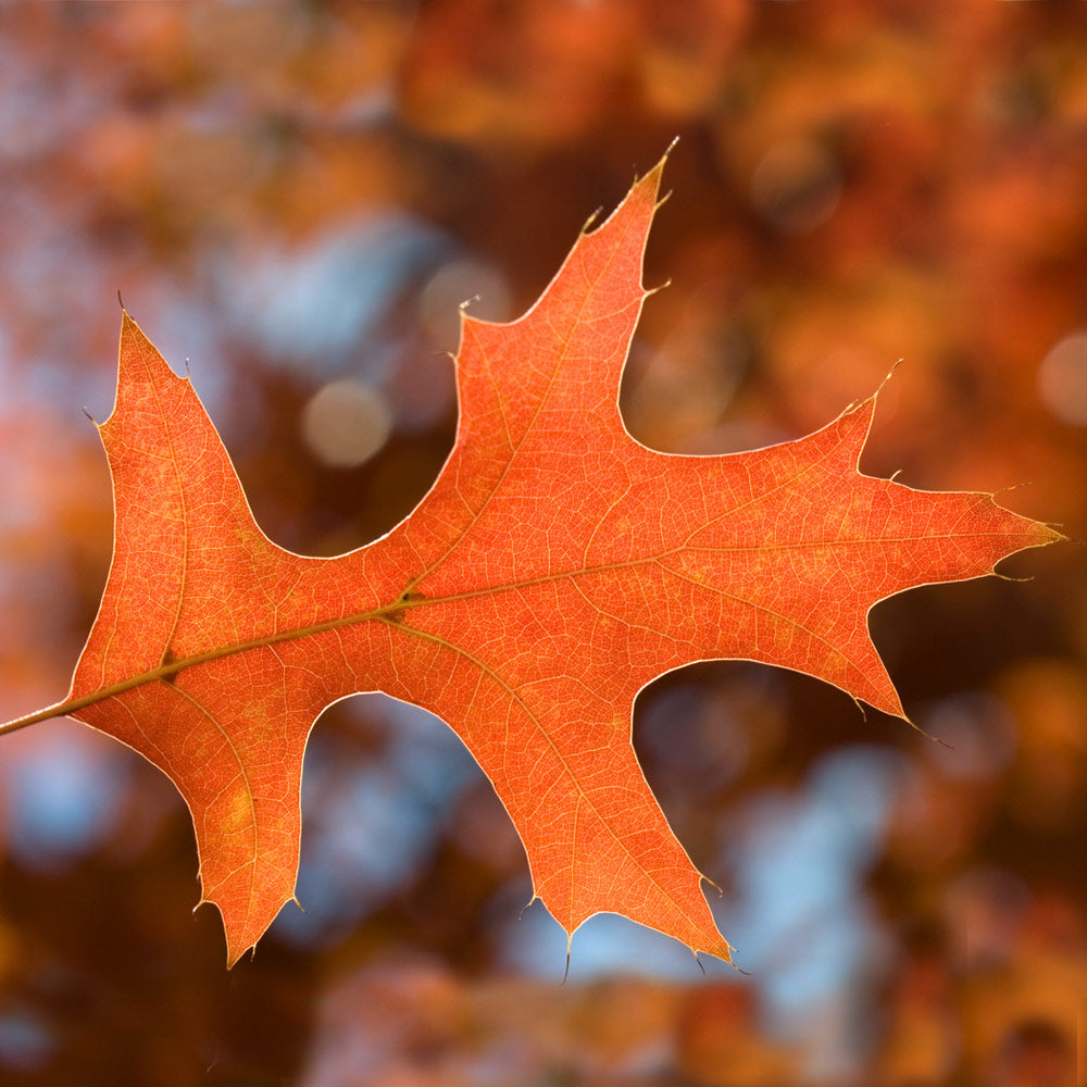 pin oak tree