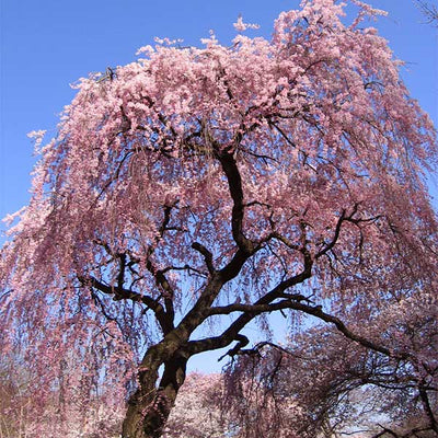 Cherry Blossom Small Garbage Bags