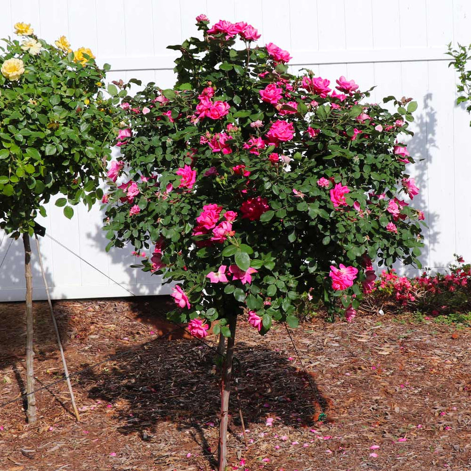 Pink Knock Out Rose Trees for Sale | BrighterBlooms.com