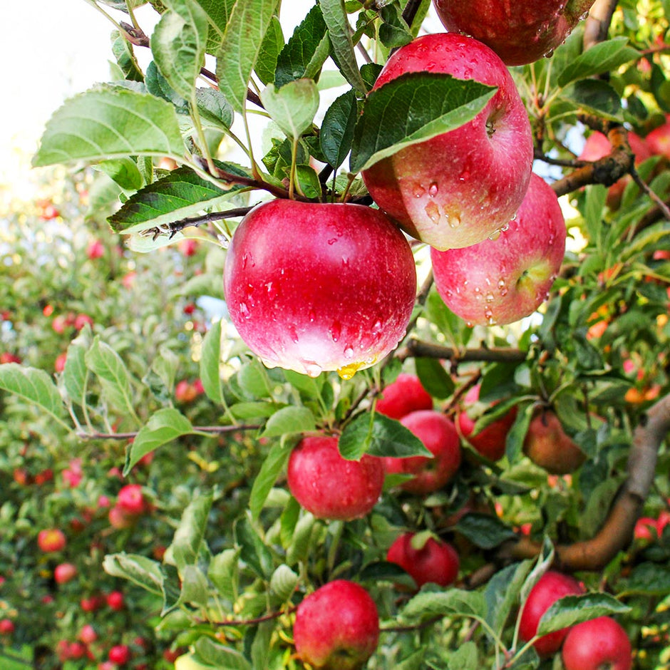 Pink Lady Apple Trees for Sale