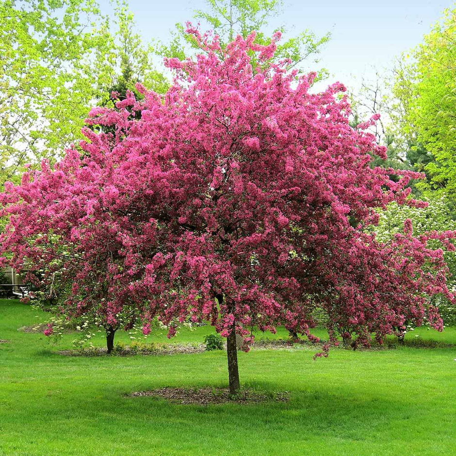 fire blight crabapple tree