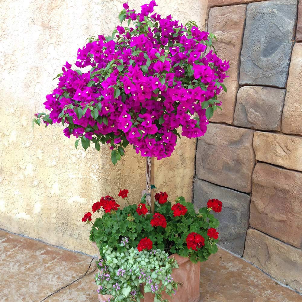 New River Bougainvillea Standards for Sale | BrighterBlooms.com