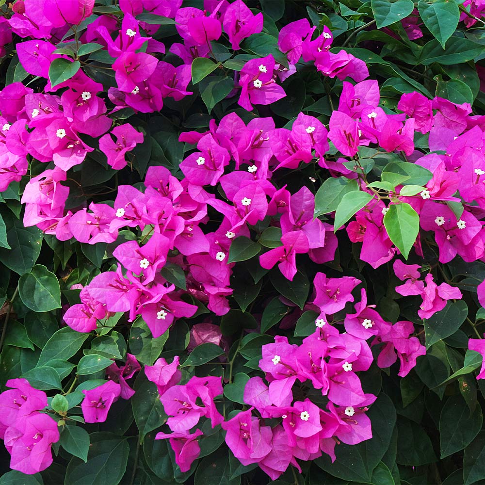 New River Bougainvillea Vines for Sale | BrighterBlooms.com