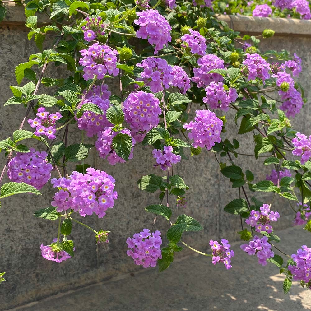 Purple Lantana Plants for Sale